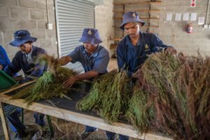 Les ouvriers agricoles de la ferme de thé Rooibos Skimmelberg classent et traitent les feuilles de thé Rooibos en Afrique du Sud.